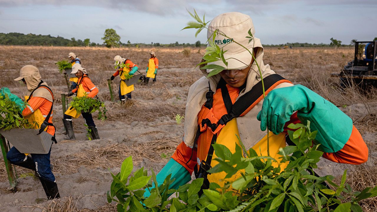 Forest restoration workers planting native Amazonian seedlings on degraded pastureland.